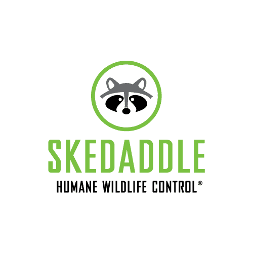 Logo - Skedaddle Humane Wildlife Control