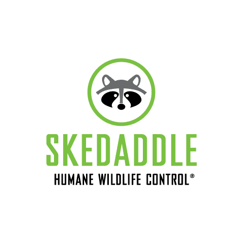 Franchise Logo - Skedaddle Humane Wildlife Control