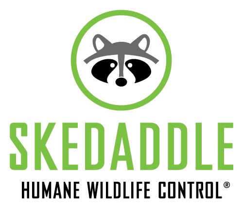 Logo - Skedaddle, Humane Wildlife Control Franchise