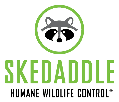 Logo - Skedaddle Humane Wildlife Control Franchise