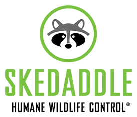 Skedaddle Humane Wildlife Control Franchise Logo
